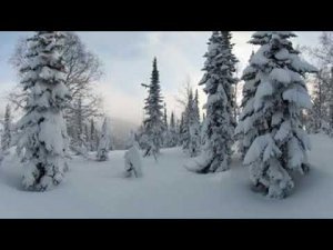 По лесу на снегоходе в формате 360!