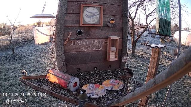 А вот и старый знакомый- дубонос смотреть онлайн