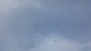 Полёт голубей гривунов
