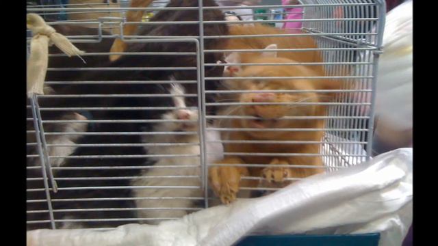 Акция "В хорошие руки" смотреть онлайн