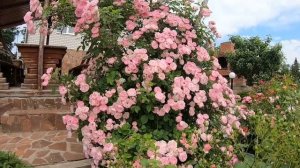 Плетистые розы. Raubritter (Раубриттер)