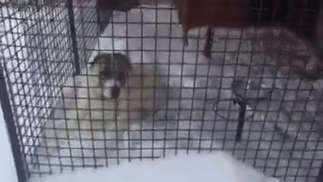 Алабай Бара подросла и готова охранять смотреть онлайн