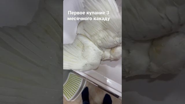 Соломонов какаду. Первое купание ? смотреть онлайн