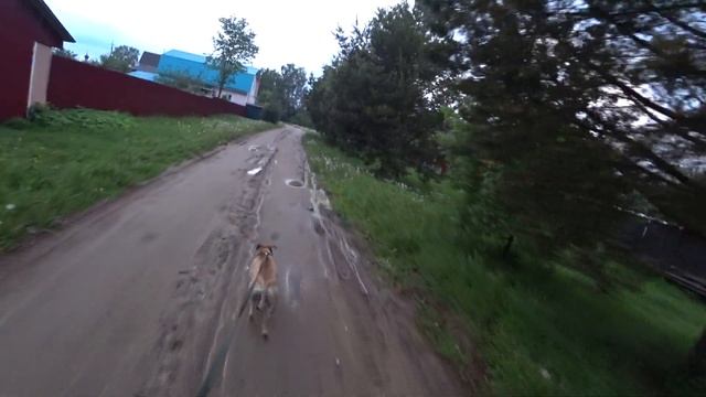 Обычный вечер с доченькой и питбультерьером! Покатушки на велосипеде. #апбт #питбуль смотреть онлайн