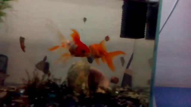 Миняем воду в аквариуме на 10 литров смотреть онлайн