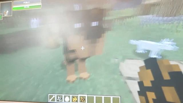 Обзор на животных Minecraft /собаки / хомяки / кошки МАЙНКРАФТ смотреть онлайн