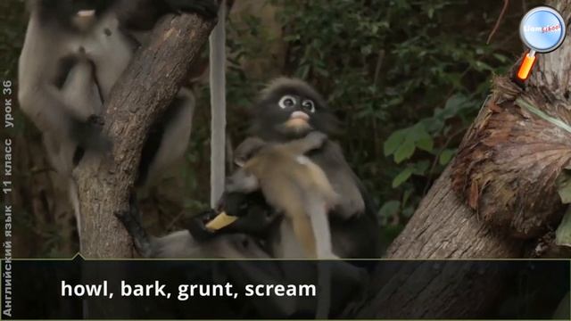 Английский язык 11 класс (Урок№36 - Animal sounds.) смотреть онлайн