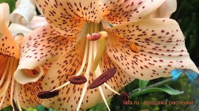 Лилия азиатская Тайгер Бейбис (lilium asiatic) ? обзор: как сажать, луковицы лилии Тайгер Бейбис смотреть онлайн