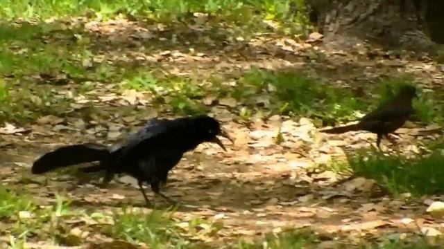 Mating Dance of the Great-tailed Grackle смотреть онлайн