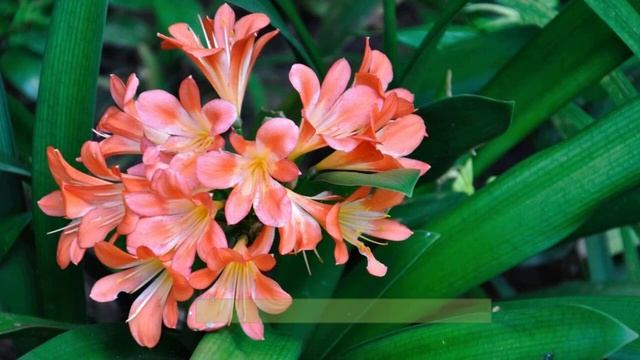 Самые красивые зимнецветущие комнатные растения. смотреть онлайн