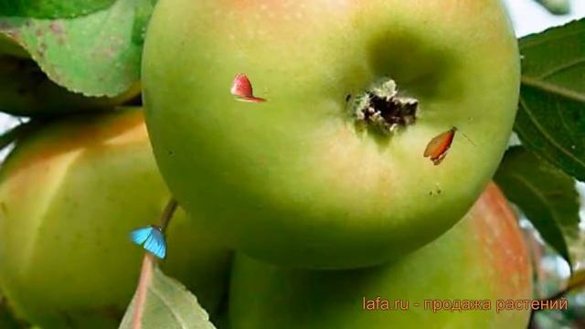 Яблоня обыкновенная Зарянка (malus zaryanka) ? Зарянка обзор: как сажать, саженцы яблони Зарянка смотреть онлайн