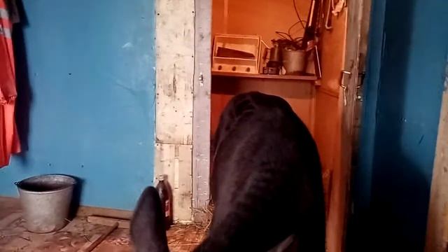 Что делать если у телёнка понос. Плохой и хороший ЗЦМ и ещё немного информации. смотреть онлайн