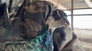 Разведение лошадей как бизнес/ У нас произошло радостное событие/ Коневодство в россии