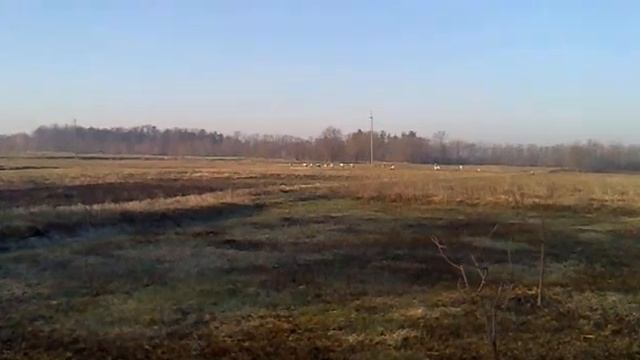 Аисты улетают на юг. смотреть онлайн