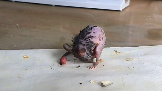 Мышь сфинкс смотреть онлайн