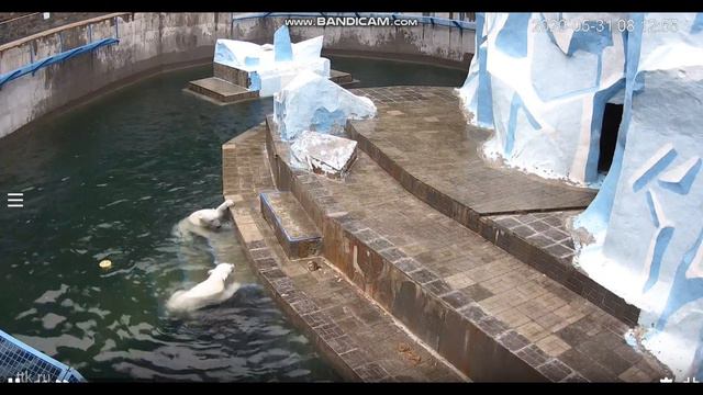 Айсберг надоел и мишки под ступеньками плавают 31.05.2020 смотреть онлайн