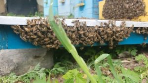 Начали роиться пчёлы! Как избавится от роения!