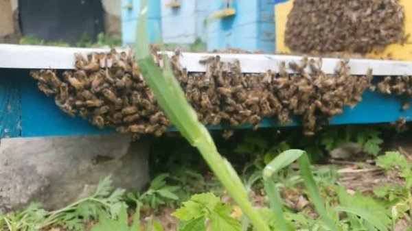 Начали роиться пчёлы! Как избавится от роения!