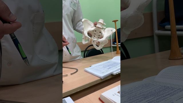 Размеры таза смотреть онлайн
