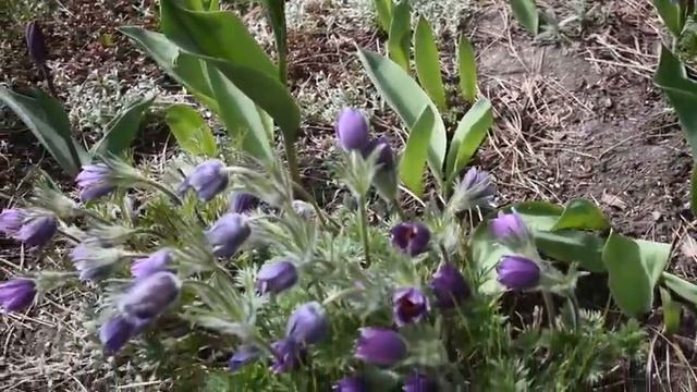 Easter flower, Pulsatilla, in full bloom смотреть онлайн