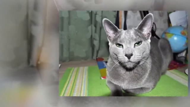 Русский голубой кот Karlo смотреть онлайн