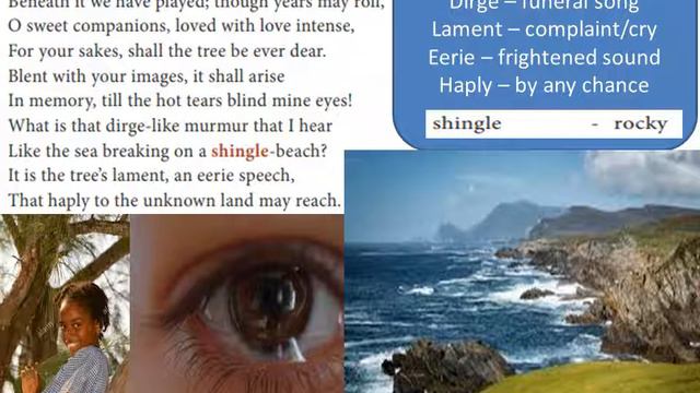 OUR CASUARINA TREE - ENGLISH - 12TH STD - NEW TN BOOK смотреть онлайн