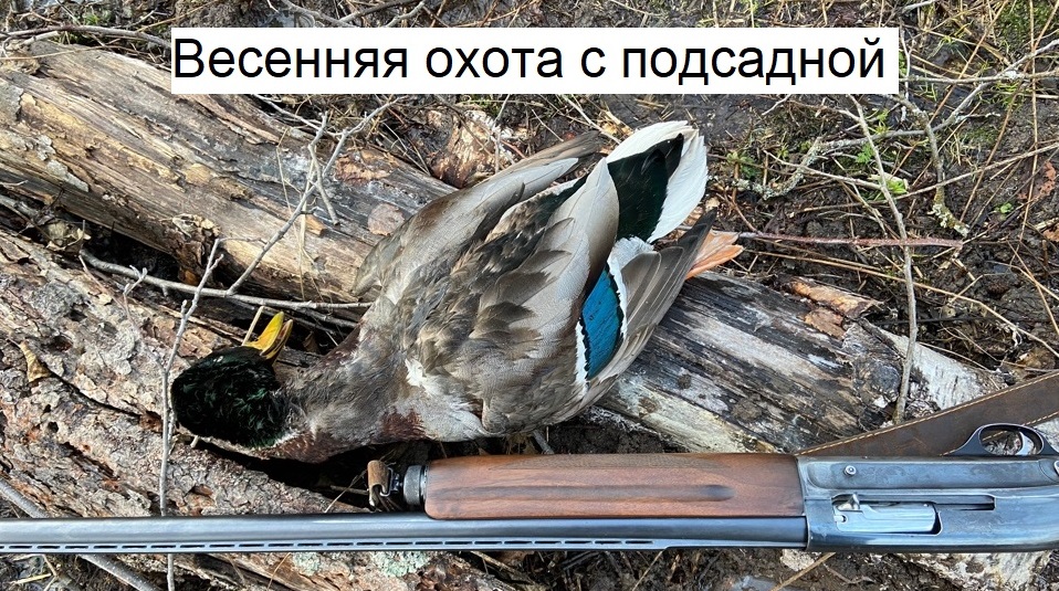 Весенняя охота с подсадной уткой 2023. Вечёрка смотреть онлайн