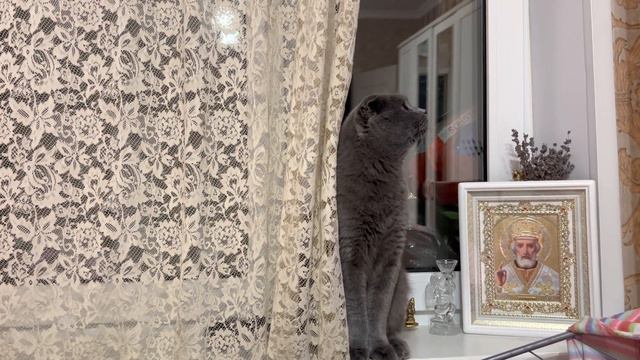 🔴🐈⬛🌝 Кот Смоки 🔴Обзор смотреть онлайн