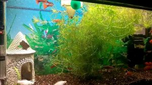 Water World #53 / Повышаем градус в аквариуме / Установка обогревателя и термометра