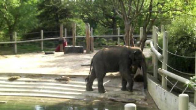 вашингтон зоо 015 смотреть онлайн