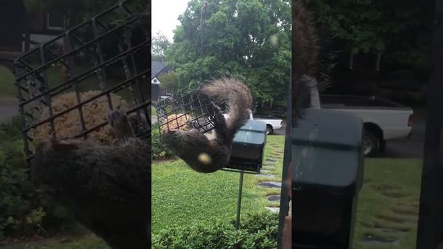 Squirrel hunting for a caged food смотреть онлайн