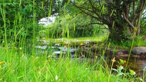 Утренние звуки птиц и реки для лучшего начала дня 🌳 Целебная медитация на природе.
