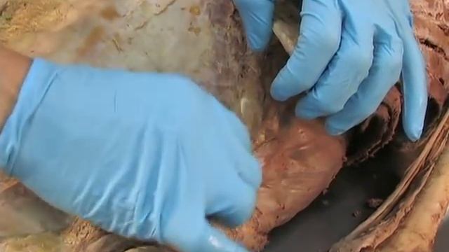 Integral Anatomy V3 Pt1: Cranial And Visceral Fasciae: Learn Integral Anatomy With Gil Hedley