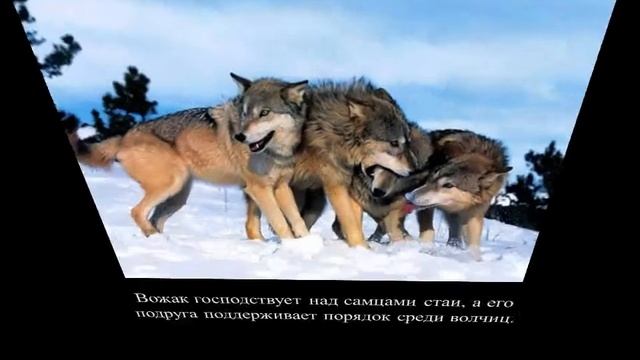 Волки. Вид хищных млекопитающих. смотреть онлайн