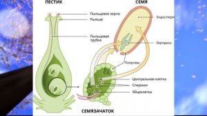 Биология, 6 кл., § 16 "Размножение и оплодотворение у растений"