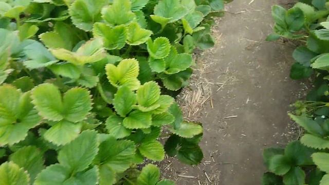 Цены 11.05.23 . Клубника сорт Альба смотреть онлайн