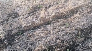 Обзор подсолнечника всходы-1 пара настоящих листьев.