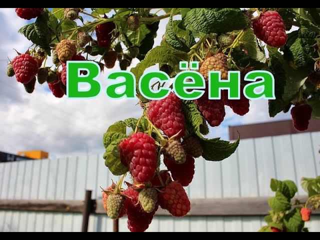 Малина Васёна смотреть онлайн