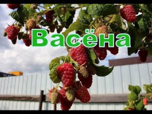 Малина Васёна