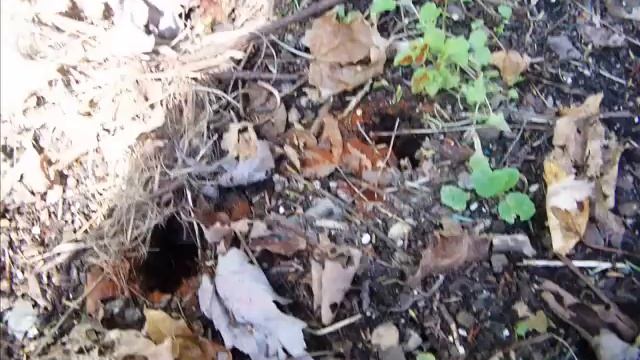 On Gardening Gnomes - How to spot signs of gnomes in your garden. смотреть онлайн