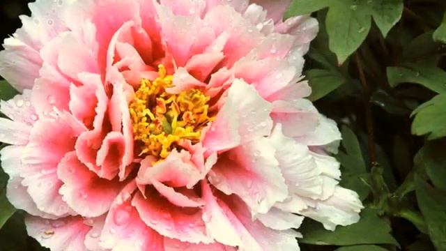 Не навреди. «Благими намерениями выложена дорога в ад».