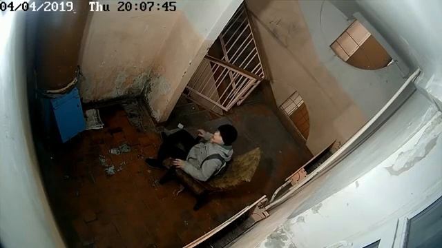 Свинособаки в подъезде смотреть онлайн