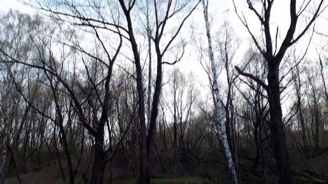 бобры в реке Яуза смотреть онлайн