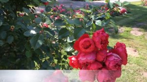 Плетистая роза Florentina (Kordes 2011)