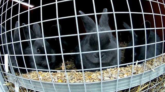 Венские Голубые кролики ( признание в любви.) смотреть онлайн