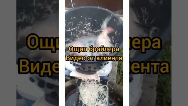 Видеообзор перосъемная машина Пеструшка ПМ 7У в действии смотреть онлайн