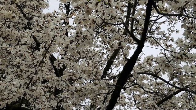 Магнолия кобус | Жизнь на Юге смотреть онлайн
