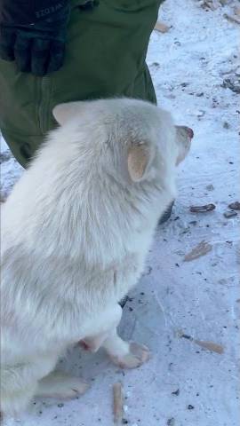 Как собаки оленеводов греются на морозе в тундре смотреть онлайн