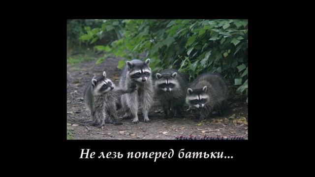 Веселые картинки. Еноты прикольные картинки. Смешные еноты. смотреть онлайн