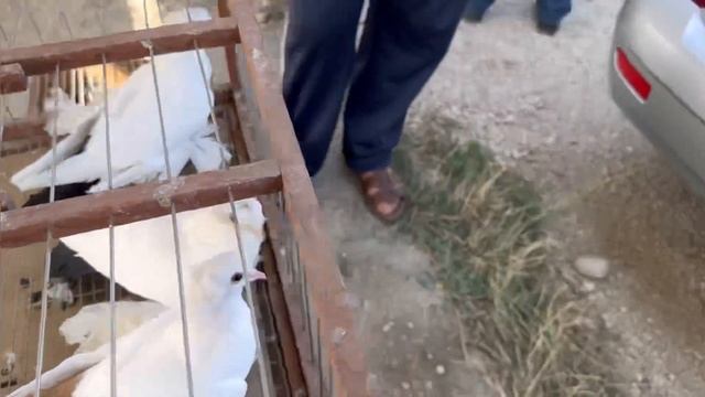 20 Августа.Ярмарка голубей Дагестан! #голуби #göyərçin #tauben #pigeons #ярмарка #голубей смотреть онлайн